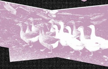 Afbeelding voor Indie Disco